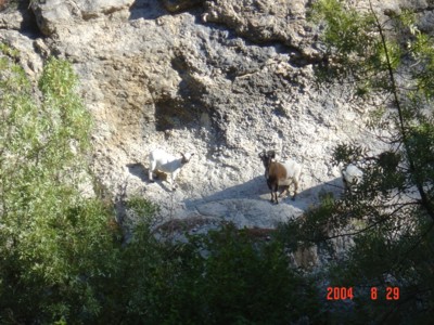Les biquettes de Manon
